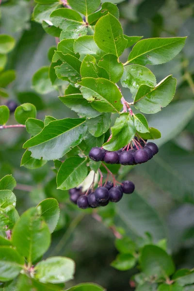 在花园的绿色树枝上 一束新鲜成熟的 Ashberry 灰浆果 种植有机食品的概念 — 图库照片