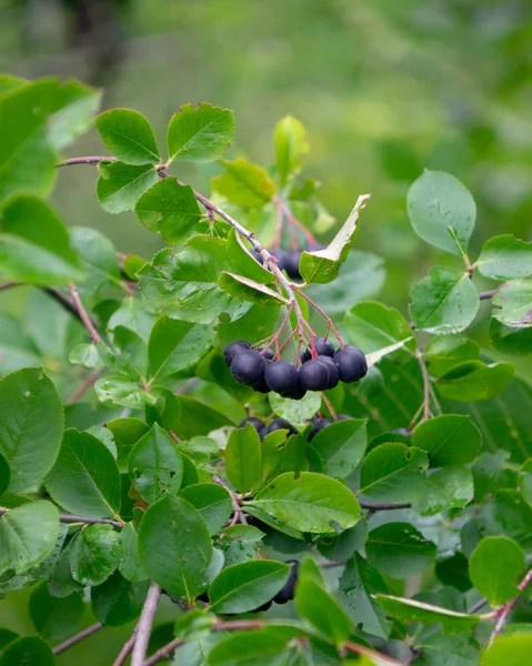 Baies Mûres Arbre Aronia Myrtille Noire Avec Dans Jardin Vert — Photo