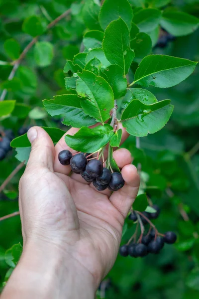 緑の夏の庭のアロニアの木またはブラックチョークベリーと熟した果実を選ぶ青白い手 — ストック写真