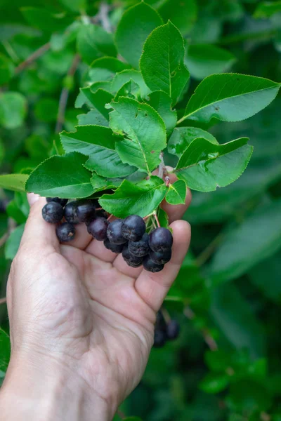 Soluk Yeşil Yaz Bahçede Ağaç Aronia Veya Siyah Chokeberry Ile — Stok fotoğraf