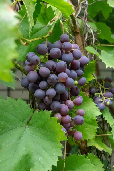 Stelletje Rijpe Druiven Van Een Biologische Tuin Gezonde Vitamine Voedsel — Stockfoto
