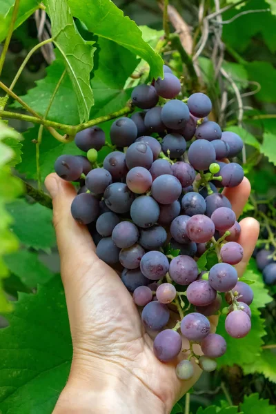 Męskiej Ręki Trzymającej Dojrzała Kiść Winogrona Ekologicznym Ogrodem Witamina Zdrowy — Zdjęcie stockowe