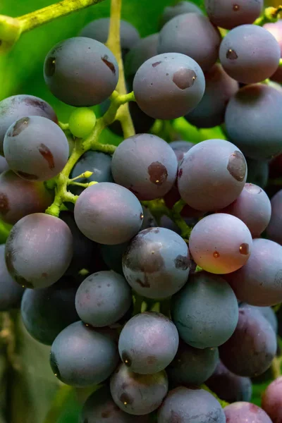 Stelletje Rijpe Druiven Van Een Biologische Tuin Gezonde Vitamine Voedsel — Stockfoto