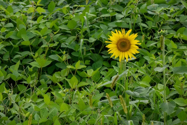 Kırsal Bahçede Yeşil Fasulye Ile Çiçek Açan Ayçiçeği Yaprakları — Stok fotoğraf
