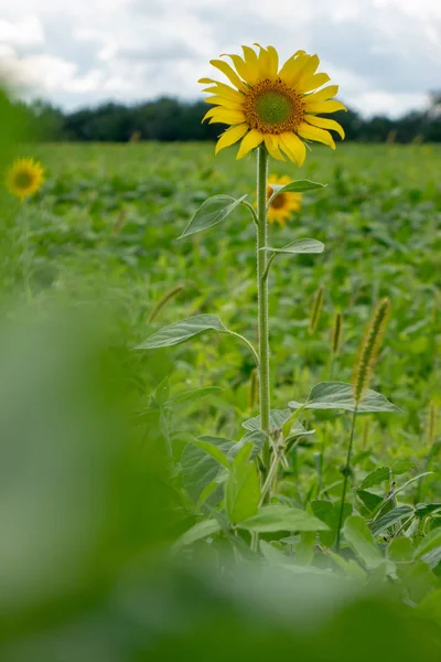 Girasol Flor Con Hojas Frijol Verde Jardín Rural — Foto de Stock