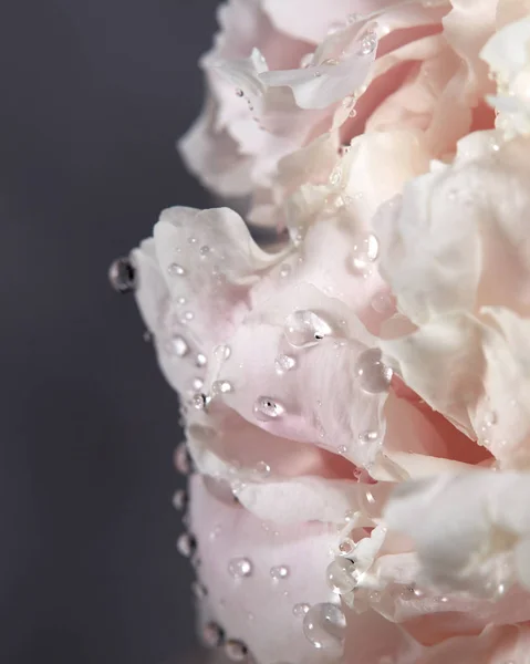 Jemná Bílá Pivoňka Květ Kapkami Čisté Rosy — Stock fotografie