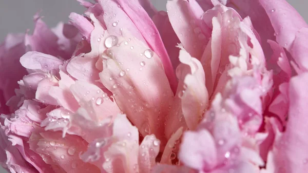Delicada Flor Peônia Rosa Com Gotas Orvalho Limpo — Fotografia de Stock