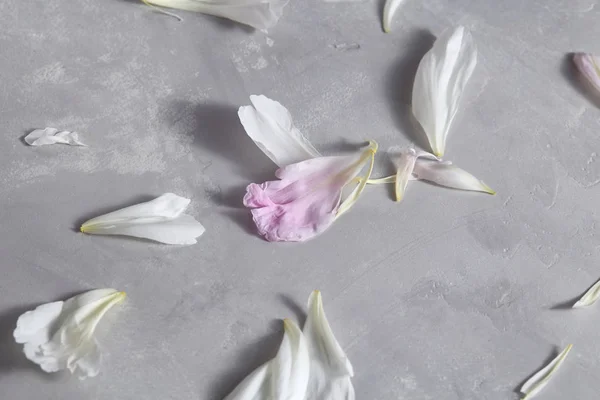 Floral Padrão Pétalas Peônia Brancas Rosa Fundo Concreto Cinza — Fotografia de Stock