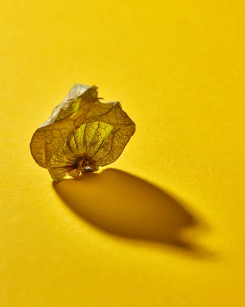黄色の背景に単一熟した黄色いホウズキと秋の組成 — ストック写真