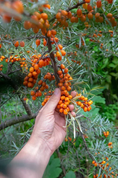 Manlig Hand Plocka Saftiga Mogna Havtorn Bär Sommar Trädgård Miljövänliga — Stockfoto