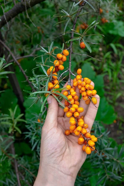 Mão Masculina Colhendo Suculentas Bagas Maduras Mar Buckthorn Jardim Verão — Fotografia de Stock