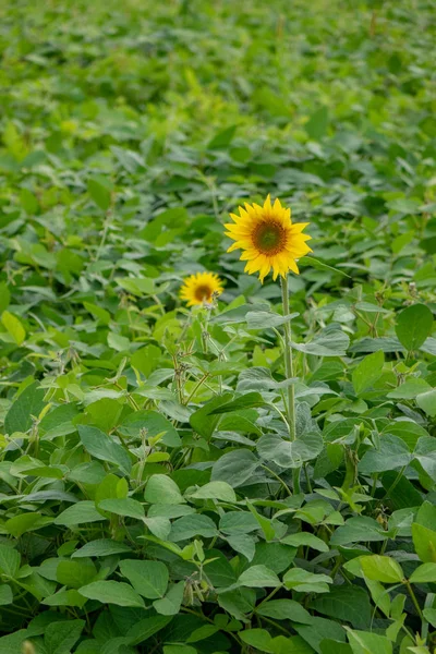 Girasoles Florecientes Con Hojas Judías Verdes Jardín Rural — Foto de Stock