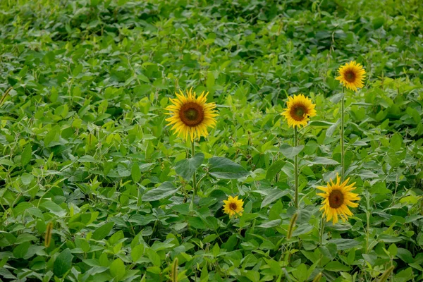 Kırsal Bahçede Yeşil Fasulye Yapraklarla Çiçek Açan Ayçiçeği — Stok fotoğraf