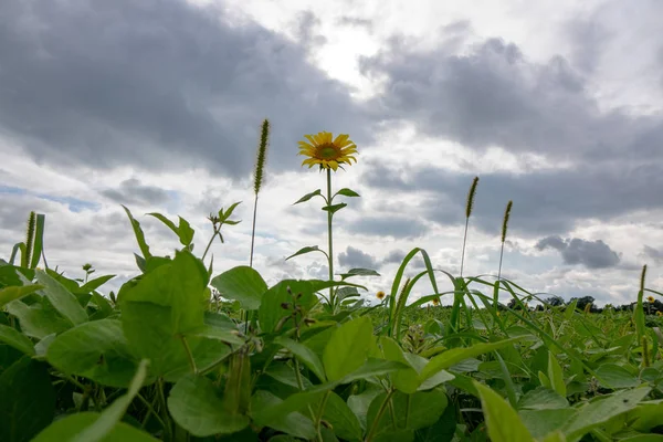 Girasol Flor Con Hojas Frijol Verde Jardín Rural — Foto de Stock