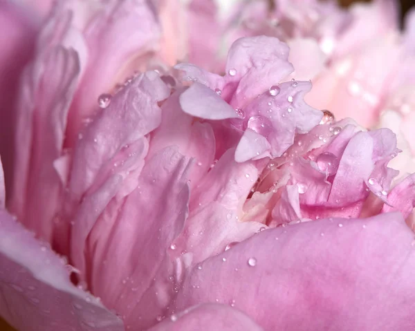 Jemná Růžová Pivoňka Květ Kapkami Čisté Rosy — Stock fotografie