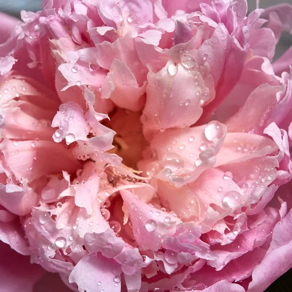 Λεπτή Ροζ Παιωνία Λουλούδι Καθαρό Δροσοσταλίδες — Φωτογραφία Αρχείου