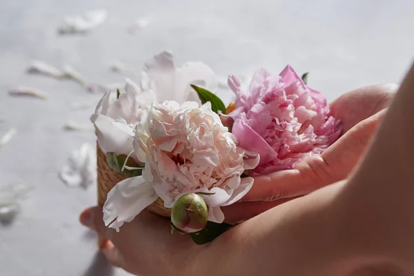 Mãos Femininas Segurando Cones Wafer Com Delicadas Flores Peônia Rosa — Fotografia de Stock