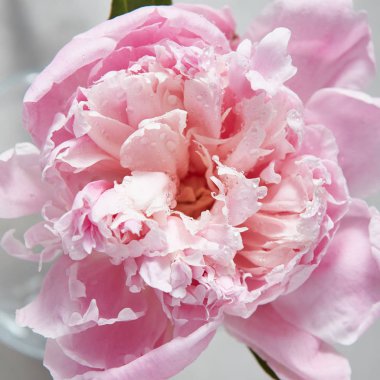 narin pembe şakayık çiçeği temiz çiğ damlaları ile 