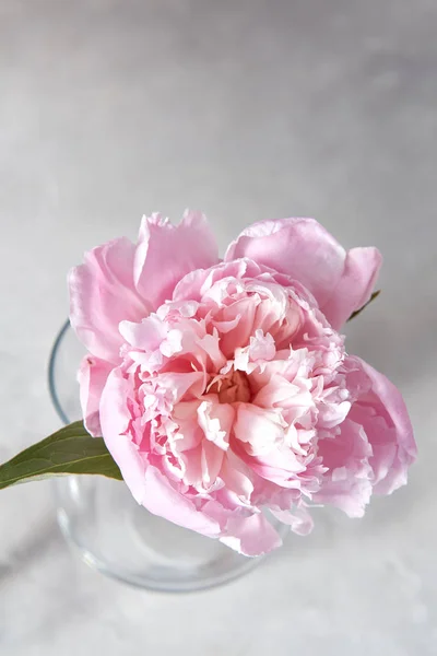 Verre Avec Fleur Pivoine Rose Délicate Cône Plaquette Sur Table — Photo