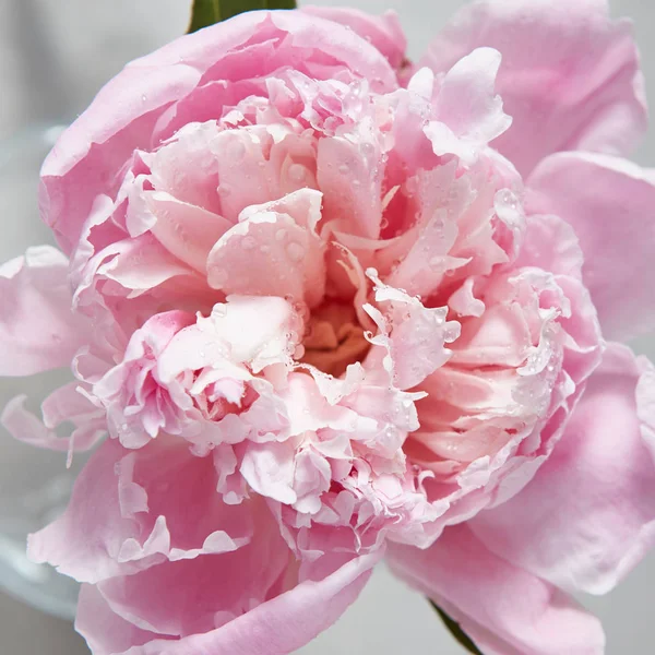 narin pembe şakayık çiçeği temiz çiğ damlaları ile 