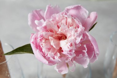 cam vazoda narin pembe şakayık çiçeği 