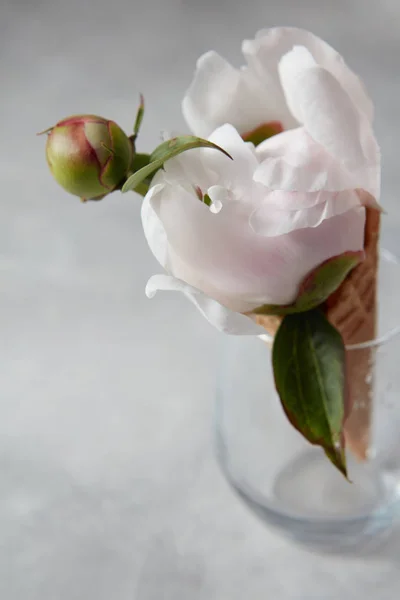 Γυαλί Λεπτή Λευκή Παιωνία Λουλούδι Γκοφρέτα Κώνο Γκρι Πέτρινο Τραπέζι — Φωτογραφία Αρχείου