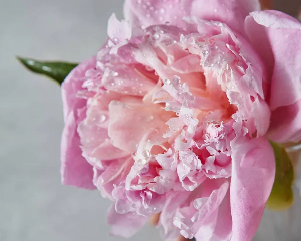 Delicada Flor Peonía Rosa Primer Plano — Foto de Stock