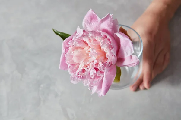 Vrouwelijke Handen Houden Een Mooie Roze Pion Een Glazen Beker — Stockfoto