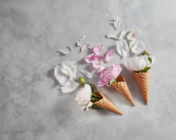 Weiße Und Rosa Knospen Und Blütenblätter Von Pfingstrosen Waffelzapfen — Stockfoto