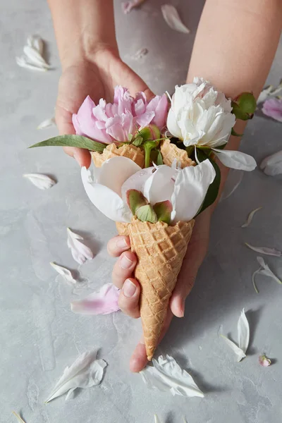 Female Hands Holding Wafer Cones Delicate Pink White Peony Flowers — Stock Photo, Image