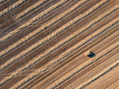 Buğday hasat sonrası tarım alanı dronlar uçan üzerinden panoramik. Hasat, doğal arka plan sonra arazinin çapraz şeritler. Üstten görünüm