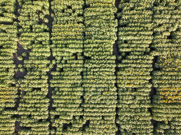 在夏日 从无人机到美丽的黄绿色田野和向日葵的全景鸟瞰 纹理植物背景 顶部视图 — 图库照片