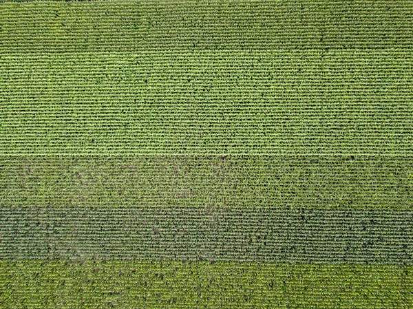 Jordbruksområdet Majs Sommar Solnedgång Panoramavy Från Drone Naturliga Växt Bakgrund — Stockfoto