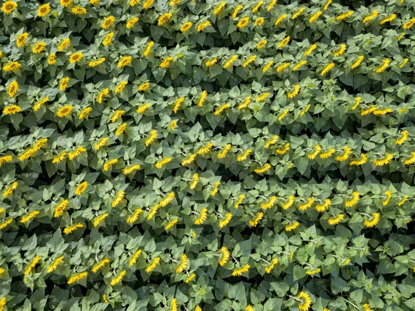 夏の夕暮れ時開花ひまわりの Agricultured フィールド ドローンからパノラマの景色 自然開花の背景 トップ ビュー — ストック写真