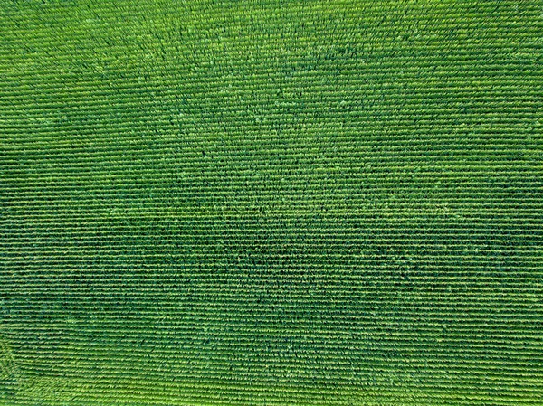 Panorámát Drone Természetes Zöld Mezővel Amelynek Szerves Növényeket Nyári Naplementében — Stock Fotó