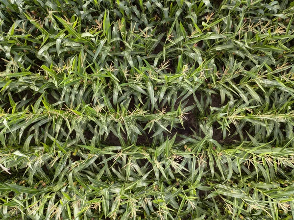 Blick Von Der Drohne Über Das Maisfeld Einem Sommertag Textur — Stockfoto