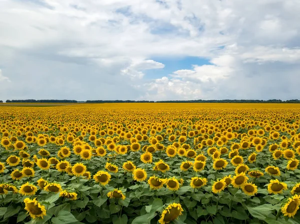Gebied Van Landbouw Met Bloeiende Zonnebloemen Bij Zomer Zonsondergang Panoramisch — Stockfoto