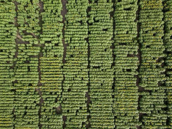 在夏日阳光明媚的日子里 从一架飞行无人驾驶飞机到种植园与向日葵的全景图 自然植物背景 顶部视图 — 图库照片