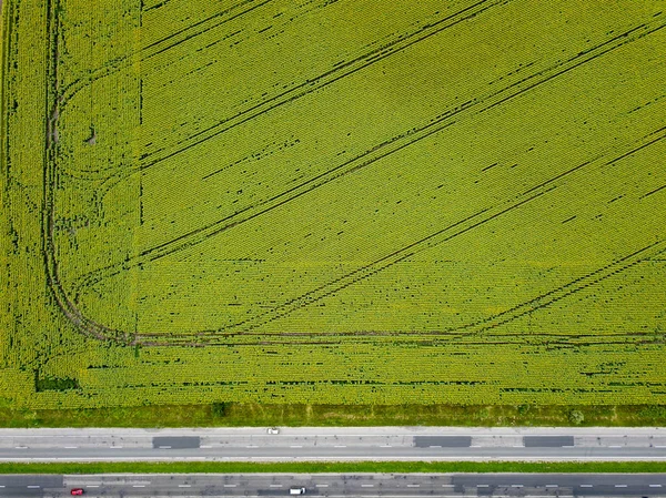一个绿色的农田 有一个发芽的小麦胚芽 沿着田野上有汽车的道路 空中摄影从飞行无人机 自然绿色背景 顶部视图 — 图库照片
