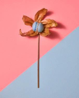 Çift ton kağıt arka plan kopya alanı ile izole physalis, kuru yaprakları ve acıbadem kurabiyesi çiçek şeklinde yaratıcı desende. Üstten görünüm.