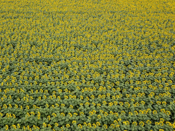 Panoramautsikt Från Drone Till Vackra Gula Fältet Med Solrosor Solig — Stockfoto