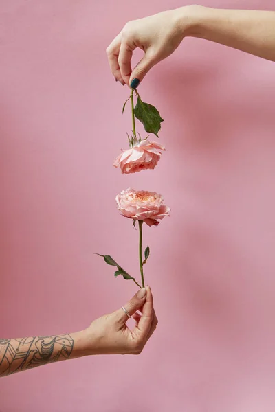 Романтичні Композиції Двох Жіночих Рук Рожеві Квіти Кожному Рожевий Копія — стокове фото