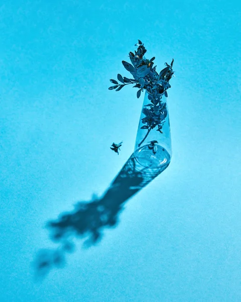 玻璃花瓶与画叶子分支在蓝色纸背景以长的阴影 地方在文本之下 — 图库照片