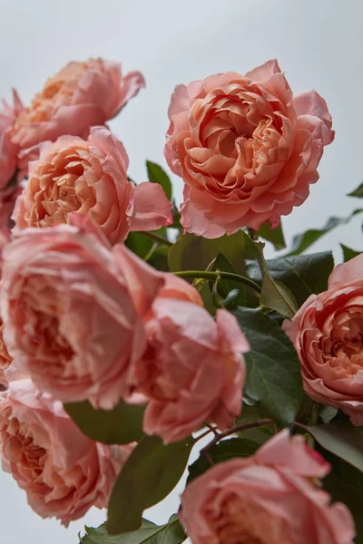 Buquê Rosa Rosas Frescas Elegantes Com Folhas Verdes Fundo Cinza — Fotografia de Stock