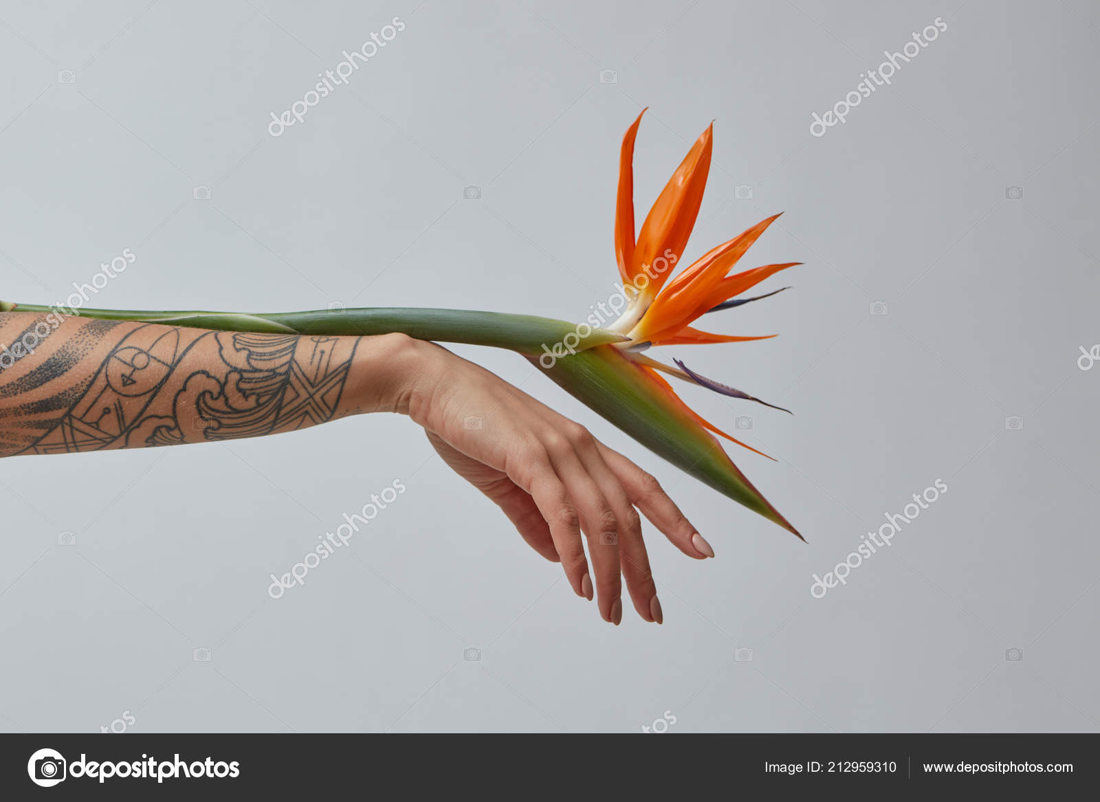 Tatuagem Feminina Com Braço Mantém Flor Tropical Laranja Strelitzia Fundo  fotos, imagens de © artjazz #256261980
