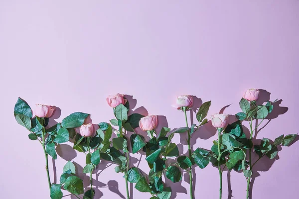 Minimalista Összetétele Rózsaszín Rózsa Árnyékok Lila Háttér Fénykép Val Másol — Stock Fotó
