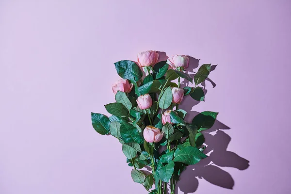 美丽的粉红色玫瑰花束 在紫色背景上的阴影反射作为婚礼或母亲节的明信片的版式 复制空间 顶部视图 — 图库照片