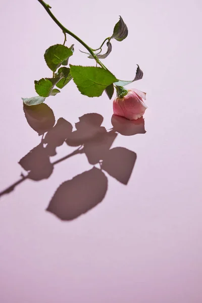 Pink Rose Buds Pink Background Shadow Copy Space Flat Lay — Stock Photo, Image