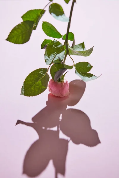 Ροζ Τριαντάφυλλο Κομψό Λουλούδι Σκιά Μοβ Φόντο Ημέρα Της Μητέρας — Φωτογραφία Αρχείου