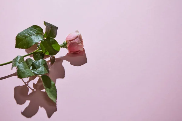 Růžové Růže Fialovém Pozadí Minimalistický Květinové Kompozice Stín Prostor Pro — Stock fotografie